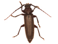 Arhopalus rusticus